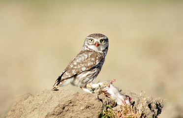 mochuelo en el campo