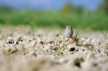 mochuelo en el campo
