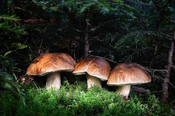 Edible mushroom Boletus edulis
