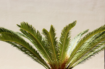 bright green fluffy leaves resembling feathers, young palm trees on a background of a beige wall on a sunny bright hot day