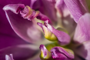 Closeup of a purple flower