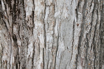 Old gray cracked wood bark texture. Tree trunk.