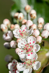 Obraz premium Spring Primula