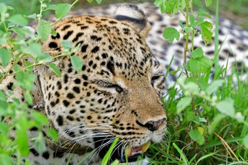 Leopard, Queen Elizabeth National Park, Uganda