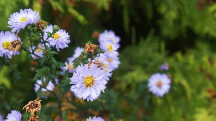 many small lilac wild flowers with a yellow center starting to wither in the fall on a blurry green background