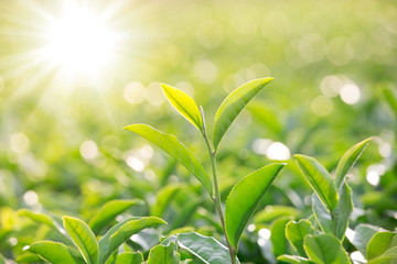 Beautiful of a green tea leaves with sunshine in the morning,Leaf of tea in garden