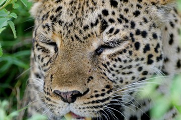 Leopard, Queen Elizabeth National Park, Uganda
