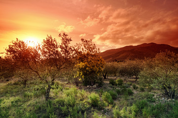 Obraz premium olive grove sin eastern pyrenees mountains