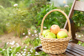 Wicker basket with green and red apples on wooden garden chair. Harvest time. Close-up. Sun flare