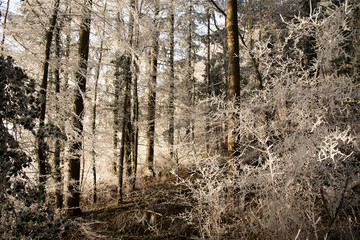 Gefrorener Kaiserstuhl bei Oberbergen