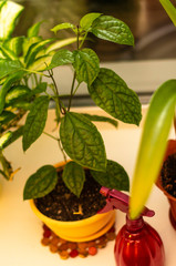 Potted plants On The Windowsill with spray watering flowers