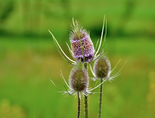 thistle on green background