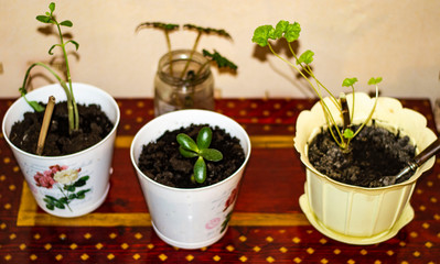three potted plants and one in glass on wooden desk