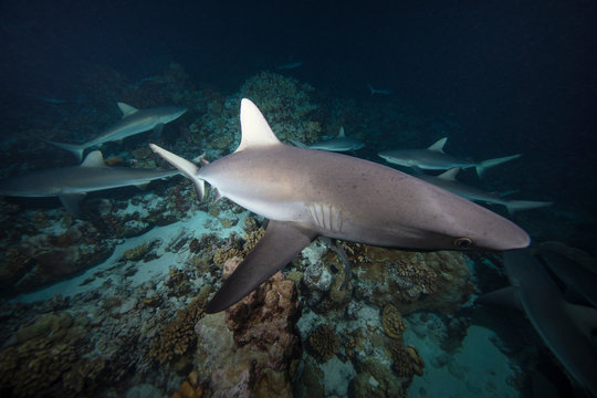 wild life shark underwater photography 