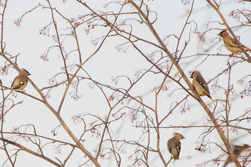 flock of birds in winter feed on berries on a tree