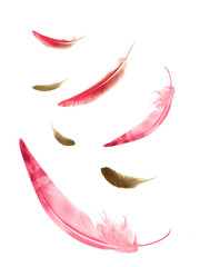 Beautiful color feathers isolated on white background