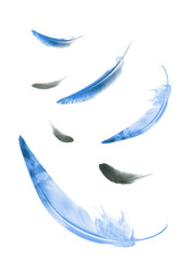 Beautiful color feathers isolated on white background