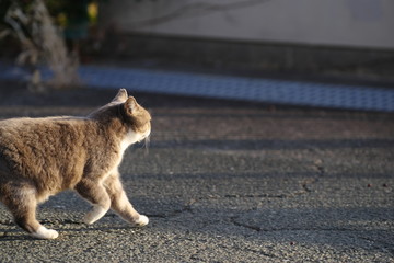 歩く猫