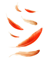 Beautiful color feathers isolated on white background