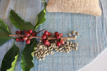 red currant or coffee beans - seed on blue cotton background