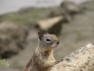 The curious squirrel.