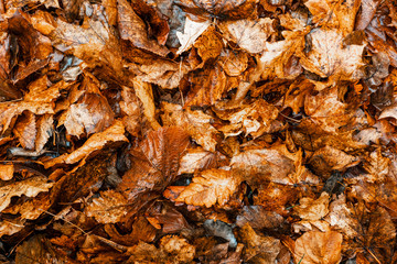 Backgrounds and textures. Background from yellow dry autumn leaves. Autumn time.