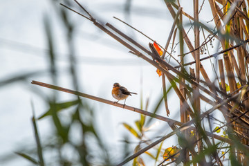 Rouge-gorge chantant sur un roseau