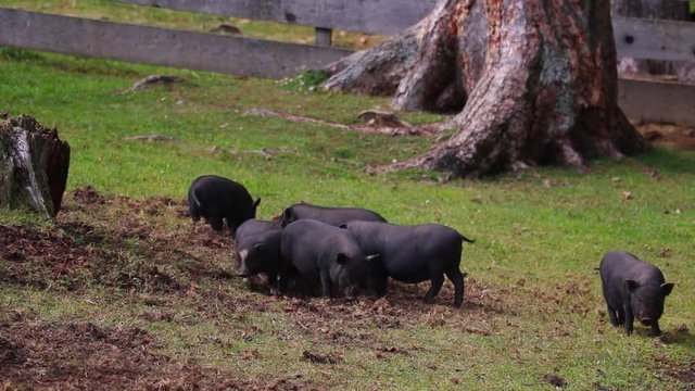 Several Vietnamese little pigs graze on the lawn with fresh green grass. Concept of bio, animal health, friendship, love for nature, vegan and vegetarian style, ecology, livestock, farming, nutrition.