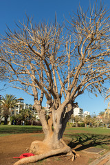 Southern Magnolia, Magnolia grandiflora - old magnolia tree in  funchal public park on Madeira....