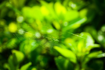 selected focus, Spider web in the garden.