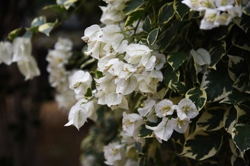 Bougainvillea is a vine that is brilliant and beautiful native to the South American rainforest, but has sharp thorns on its branches.
