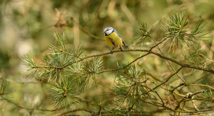 blue tit, bluecap bird standing on pine branch