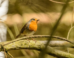 european robin (Erithacus rubecula) standing on a branch