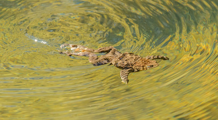 toad frog swimming in clear water under the water surface