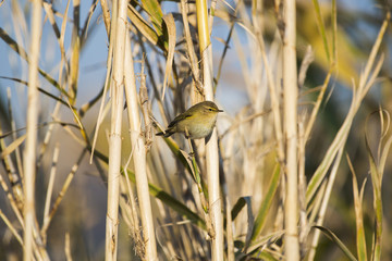 Pouillot véloce perché