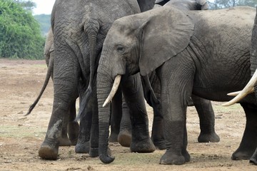 African elephant, Queen Elizabeth National Park, Uganda