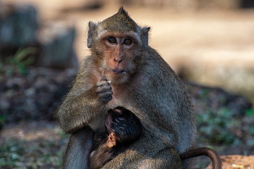 Makaken in den Tempelanlagen von Angkor
