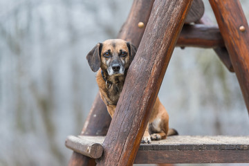 Mixed dog sitting on a wooden climbing frame