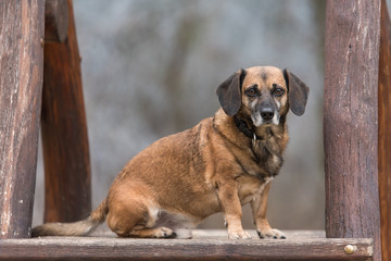 Obraz premium Mixed dog sitting on a wooden climbing frame
