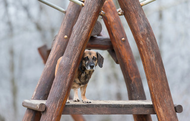 Mixed dog sitting on a wooden climbing frame