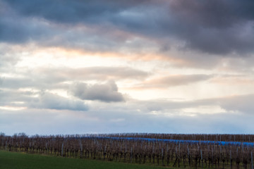 Obraz premium Dramatic sky over winter vineyards in Burgenland