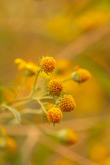 Disk Florets and stigma Flowers on yellow blured background