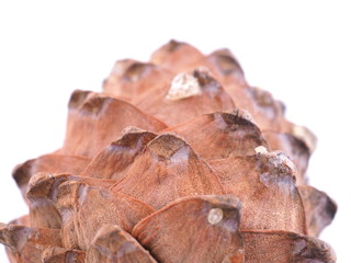 cedar cones on a white background