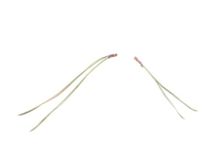pine needles on a white background