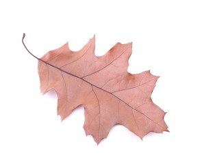 dry oak leaf on a white background