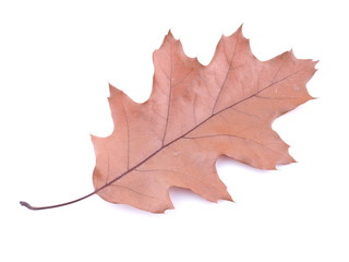 dry oak leaf on a white background