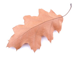 dry oak leaf on a white background