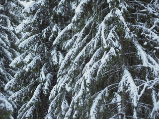 branches of spruce in the snow. forest