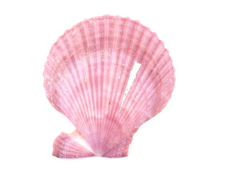 clam shell on a white background