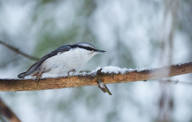 nuthatch bird on a fir tree trunk in the forest